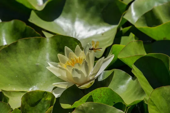 澳洲幸运10走势图